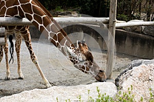 Angolan giraffe (Giraffa camelopardalis angolensis), also known as Namibian giraffe in Zoo Philadelphia