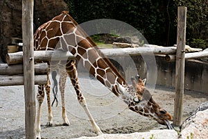 Angolan giraffe (Giraffa camelopardalis angolensis), also known as Namibian giraffe in Zoo Philadelphia