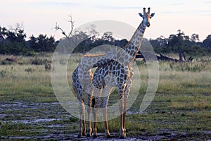 Angolan giraffe Giraffa camelopardalis angolensis, also known as the Namibian giraffe, a pair of giraffes in the early morning photo