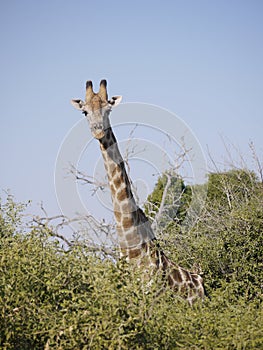 Angolan Giraffe photo