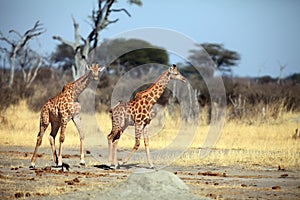 The Angolan giraffe Giraffa giraffa angolensis, also known as Namibian giraffe, Pair of giraffes in dry savannah