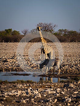 Angolan giraffe and mountain zebra. photo