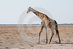 Angolan Giraffe Walking in Dry, Plain of Etosha Pan, Namibia