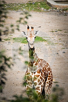 Angolan giraffe in zoo in summer time.