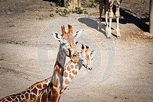 Angolan giraffe in zoo in summer time.