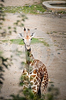 Angolan giraffe in zoo in summer time.