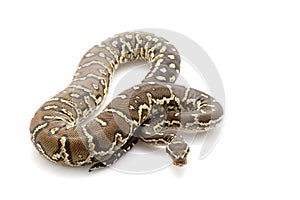 Angolan python photo