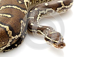 Angolan python photo