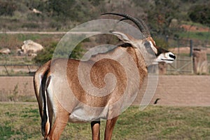 Angolan roan antelope (Hippotragus equinus cottoni photo