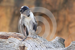 Angolan talapoin