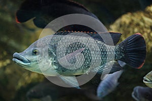 Angolan tilapia Oreochromis angolensis