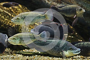 Angolan tilapia Oreochromis angolensis photo