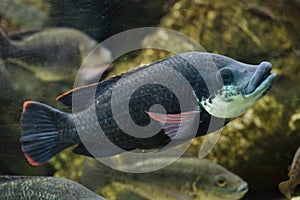 Angolan tilapia Oreochromis angolensis