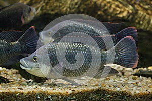 Angolan tilapia Oreochromis angolensis