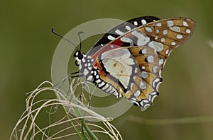 Angolan White Lady Butterfly photo