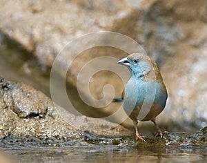 Angolees Blauwfazantje, Blue Waxbill, Uraeginthus angolensis