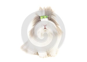 Angora bunny seen from the front wearing a green bow isolated on a white background