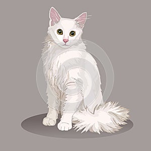 Angora cat. Cat breed. Favorite pet. Lovely fluffy kitten with green eyes. Realistic vector illustration. photo
