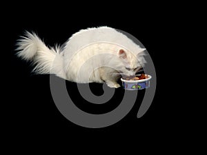 Angora Cat Eating Food