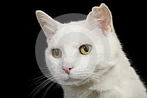 Angora Cat portrait