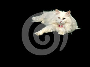 Angora Cat Relaxing