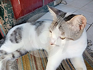 Angora crossbreed cat in front of the door looks at its opponent