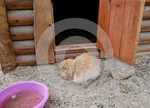 Angora dwarf vistula rabbit in volver photo