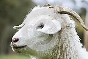 Angora Goat