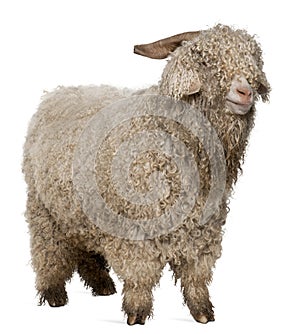 Angora goat