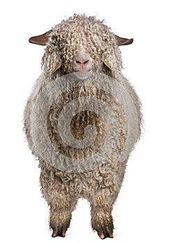 Angora goat