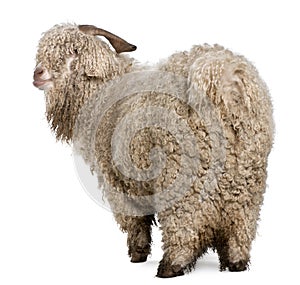 Angora goat