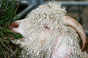 The Angora Goat