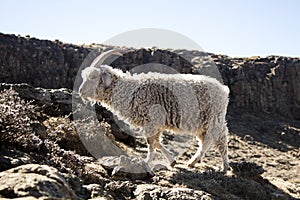 Angora goat is feeding in the Maluti mountains, Drakensberg, Lesotho.