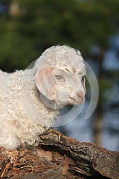 Angora goat kid