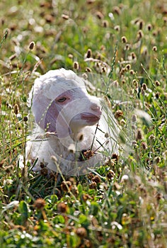 Angora goat kid