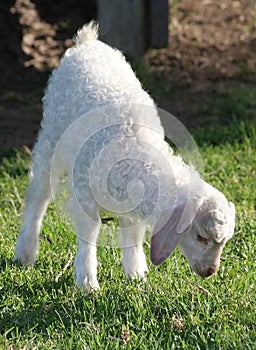 Angora Goat Kid