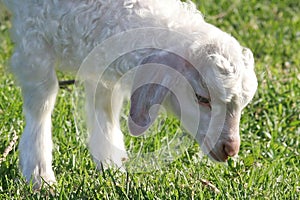 Angora Goat Kid