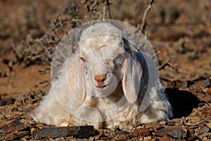 Angora goat kid