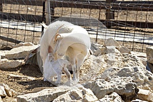 Angora goat with the kid
