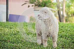 Angora goat