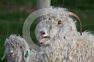 Angora Goats