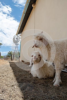 Angora goats in the shade of the hot sun