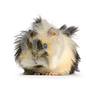 Angora guinea pig