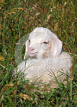 Angora kid