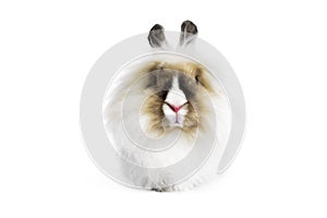 Angora Lion Head Rabbit