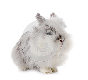 Angora Mini Lop
