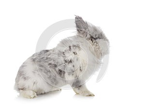 Angora Mini Lop