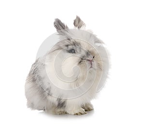 Angora Mini Lop