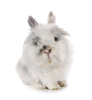 Angora Mini Lop
