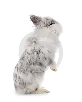 Angora Mini Lop
